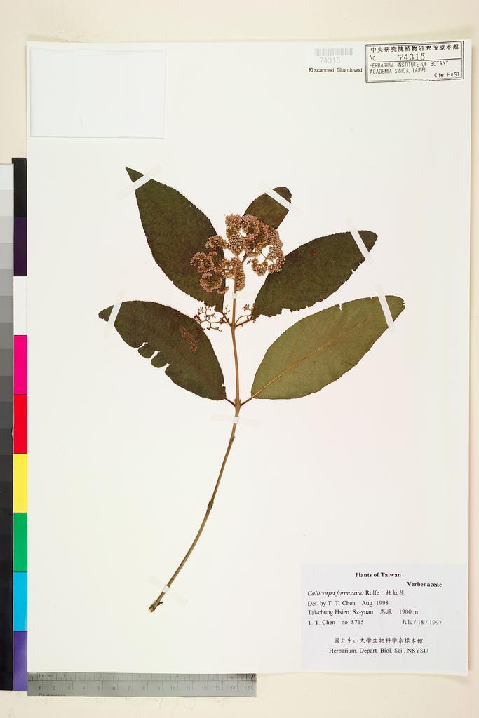 <Unit #78858 Chen, T. T. |  | 8715:: | Callicarpa formosana Rolfe>