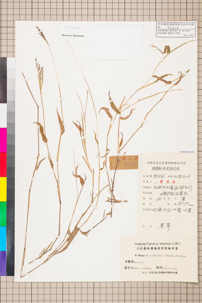 <Unit #115455 Tan, Ce-Ming | 譚策銘 | 951315:: | Arthraxon hispidus (Thunb.) Makino>