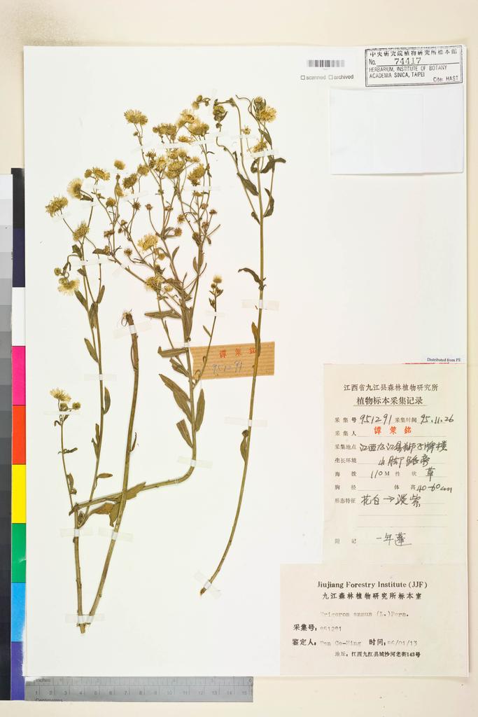 <Unit #109564 Tan, Ce-Ming | 譚策銘 | 951291:: | Erigeron annuus (L.) Pers.>