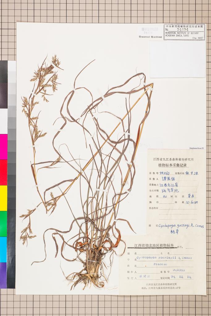 <Unit #108694 Tan, Ce-Ming | 譚策銘 | 941063:: | Cymbopogon goeringii (Steud.) A. Camus goeringii A. Camus>