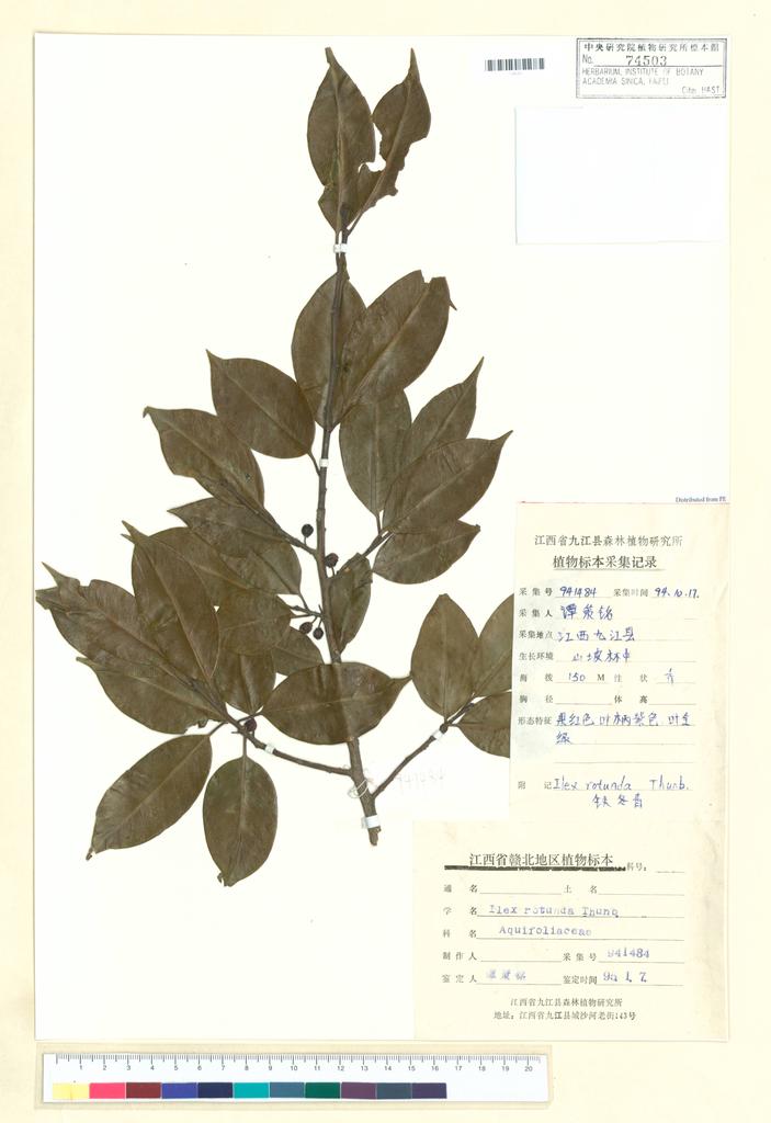 <Unit #99722 Tan, Ce-Ming | 譚策銘 | 941484:: | Ilex rotunda Thunb.>