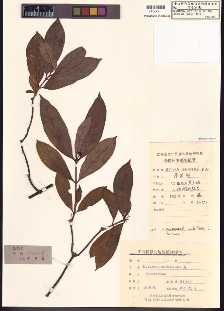 <Unit #116478 Tan, Ce-Ming | 譚策銘 | 89192A:: | Morinda umbellata L.>