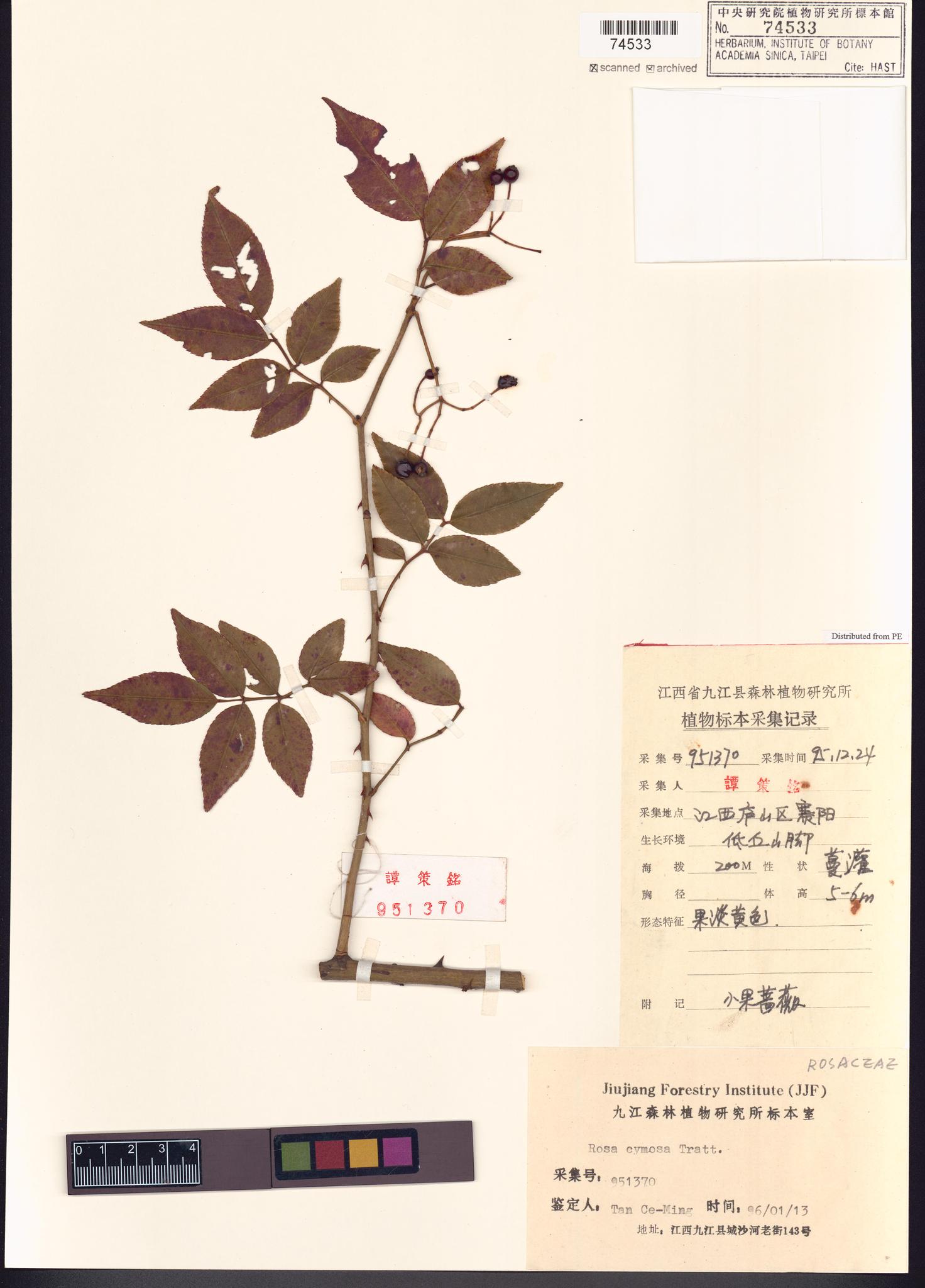 Sample image for viewer