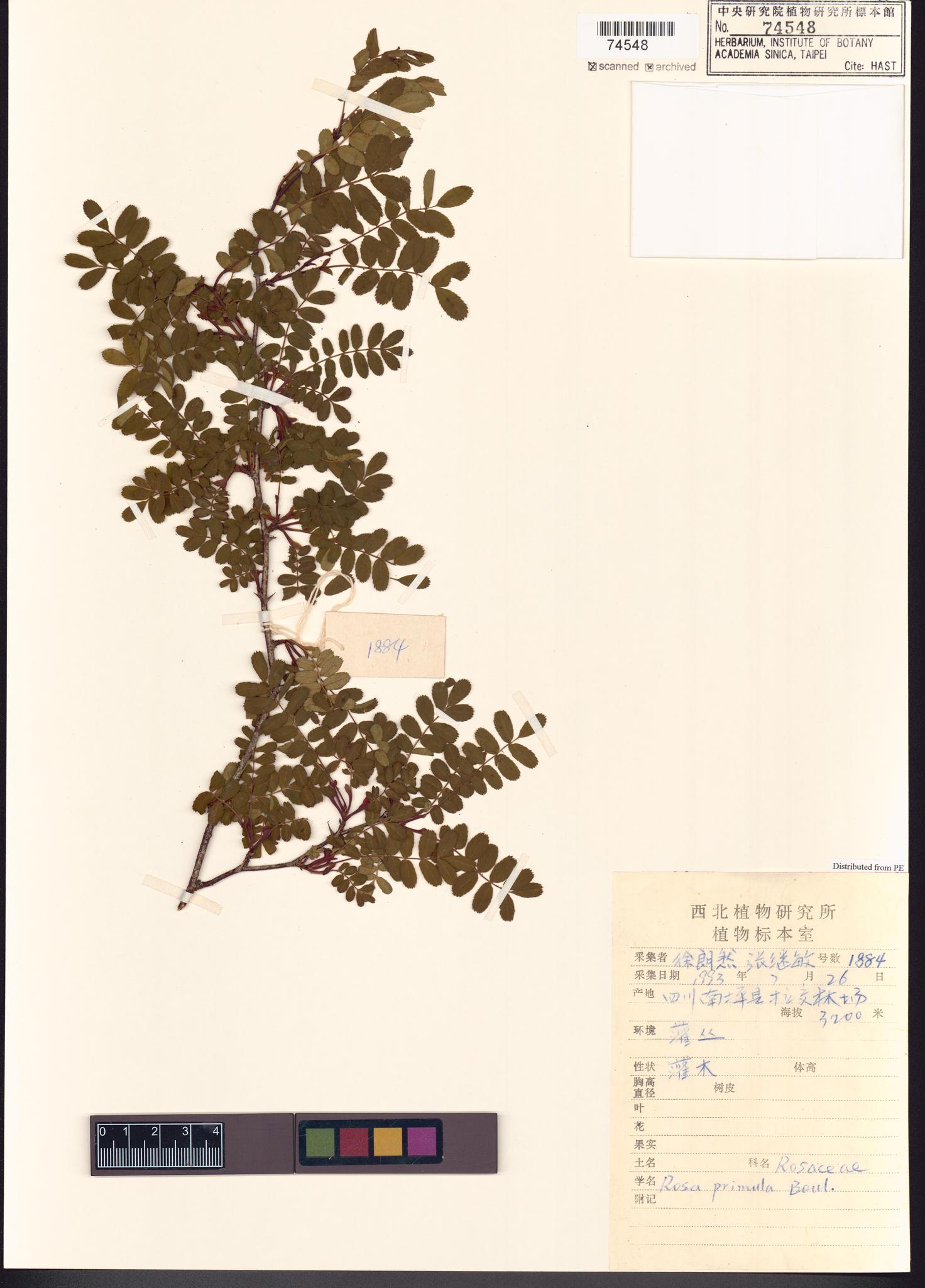 Sample image for viewer