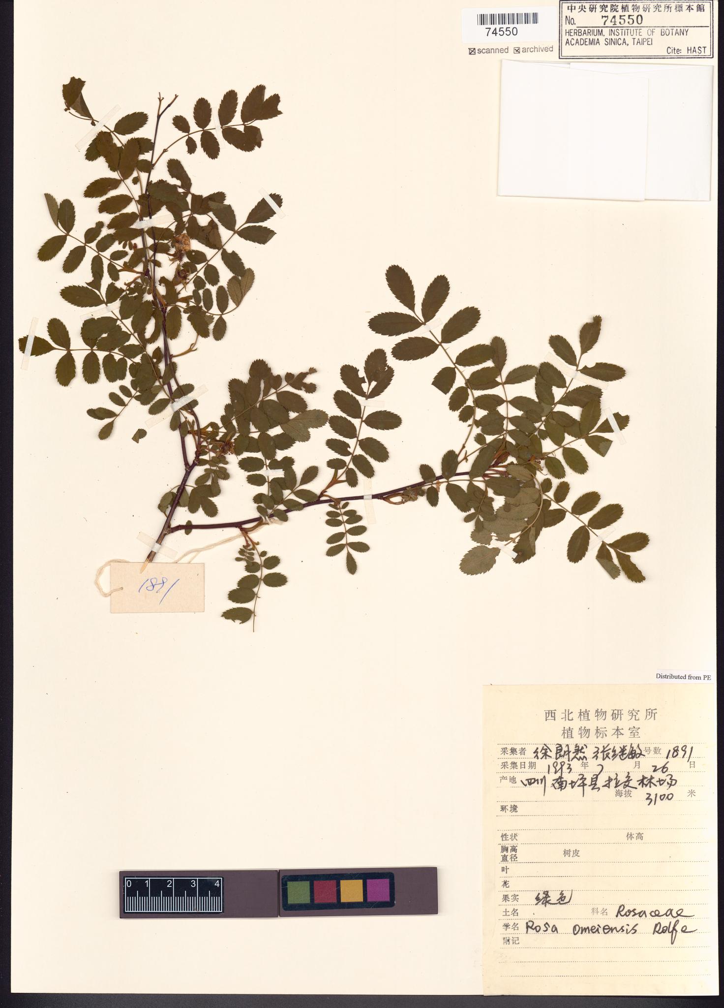 Sample image for viewer