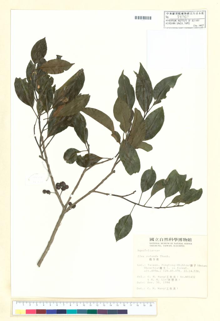 <Unit #41063 Wang, Chiu-Mei | 王秋美 | 1432:: | Ilex rotunda Thunb.>