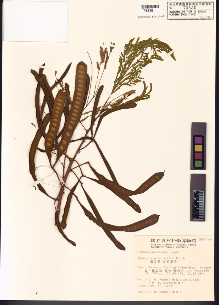 <Unit #39809 Wang, Chiu-Mei | 王秋美 | 1421:: | Leucaena glauca (L.) Benth.>