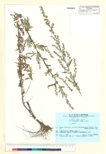Artemisia indica Willd. var. orientalis (Pamp.) H. Hara