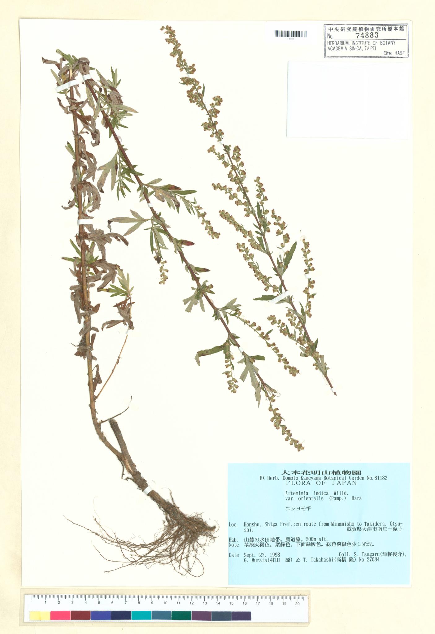 Specimen image