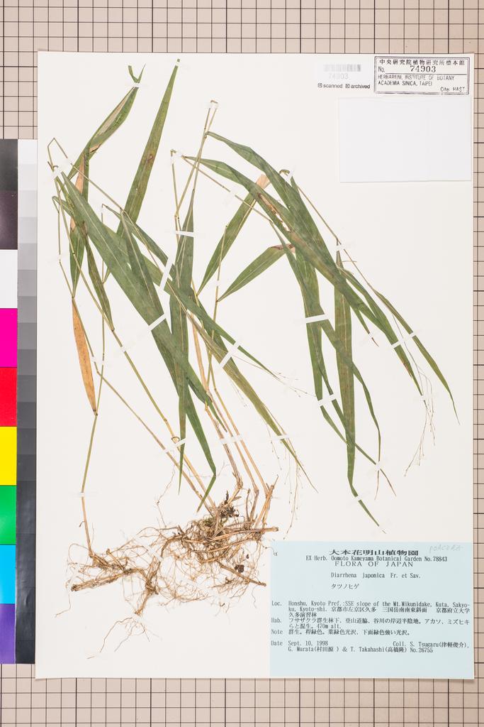 <Unit #109096 Tsugaru, S. | 津軽俊介 | 26755:: | Diarrhena japonica Franch. & Sav.>