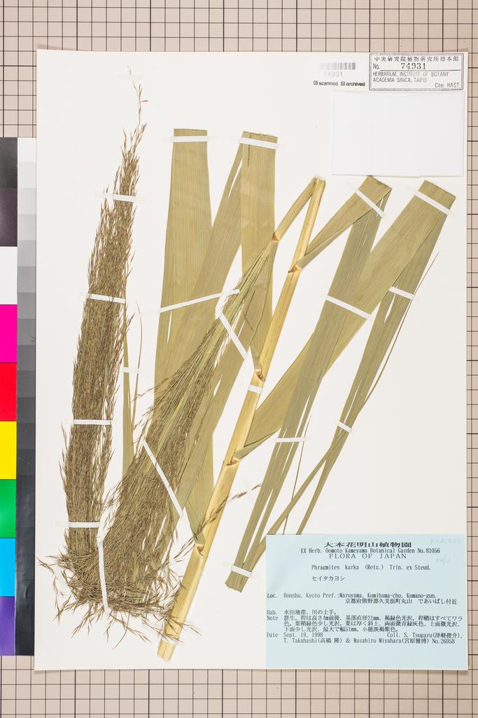 <Unit #113110 Tsugaru, S. | 津軽俊介 | 26958:: | Phragmites karka (Retz.) Trin. ex Steud.>