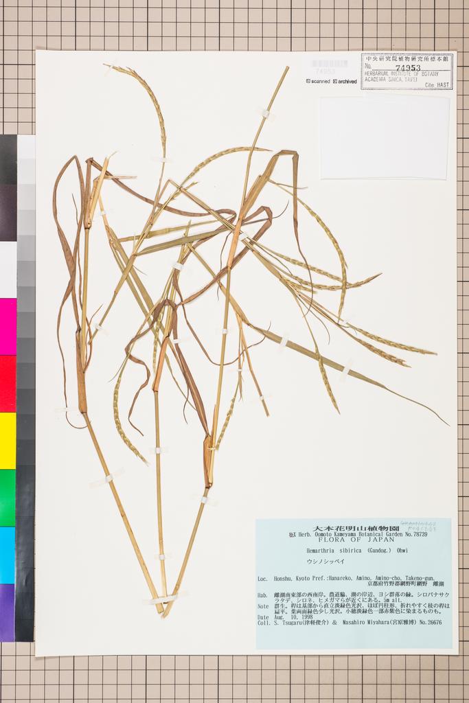 <Unit #110956 Tsugaru, S. | 津軽俊介 | 26676:: | Hemarthria sibirica (Gand.) Ohwi>