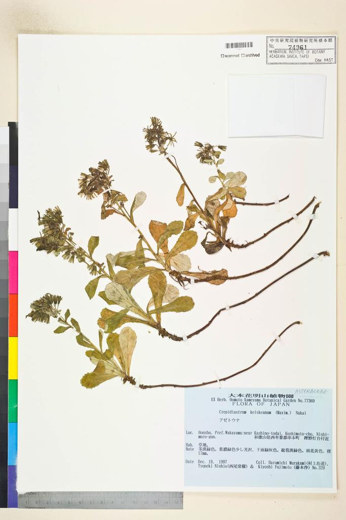 <Unit #108373  | 329:: | Crepidiastrum keiskeanum Nakai>