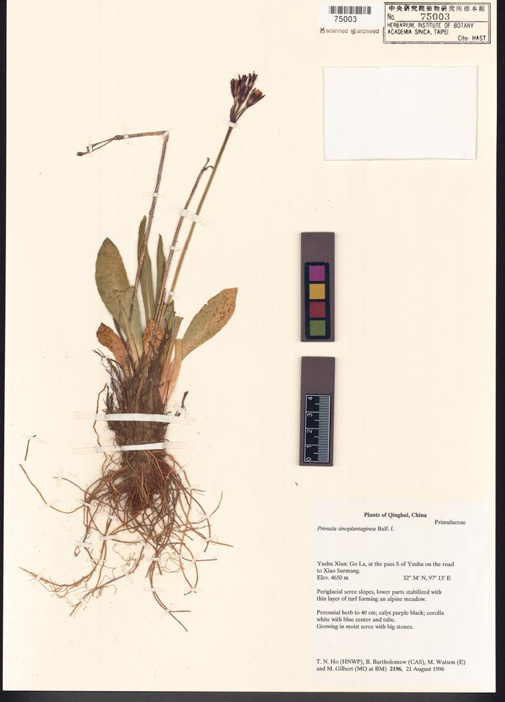<Unit #122737 Ho, T. N. |  | 2196:: | Primula sinoplantaginea Balf. f.>