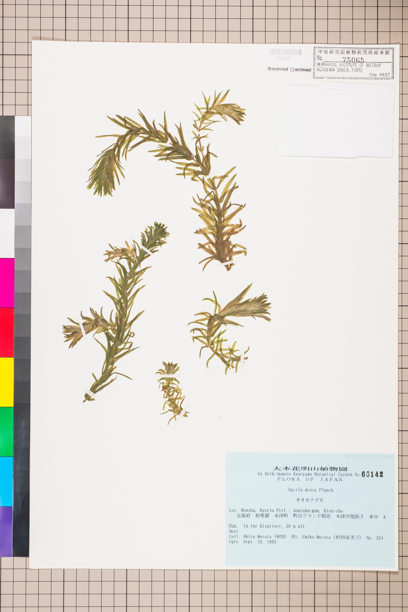 Sample image for viewer