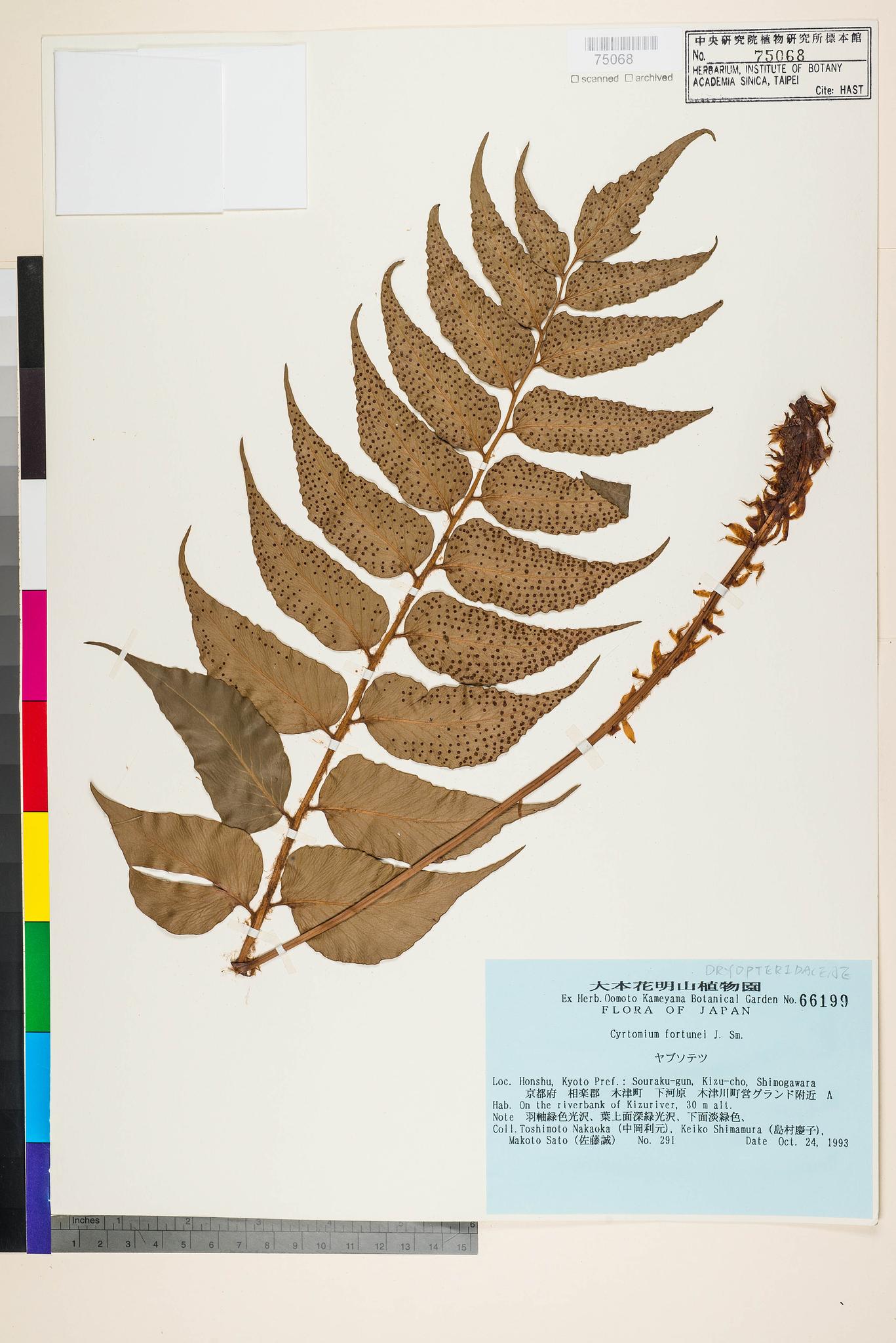 Sample image for viewer