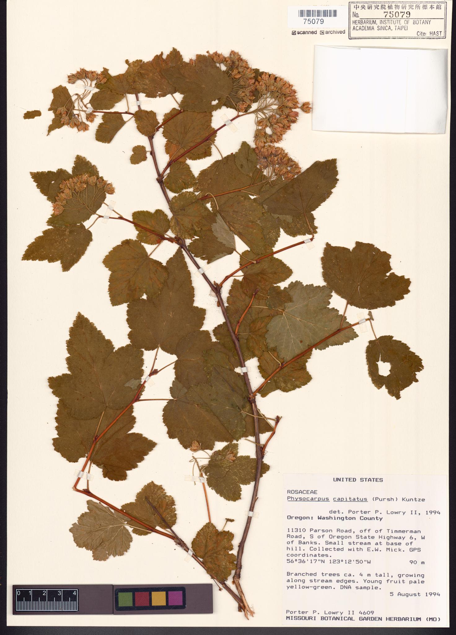 Sample image for viewer