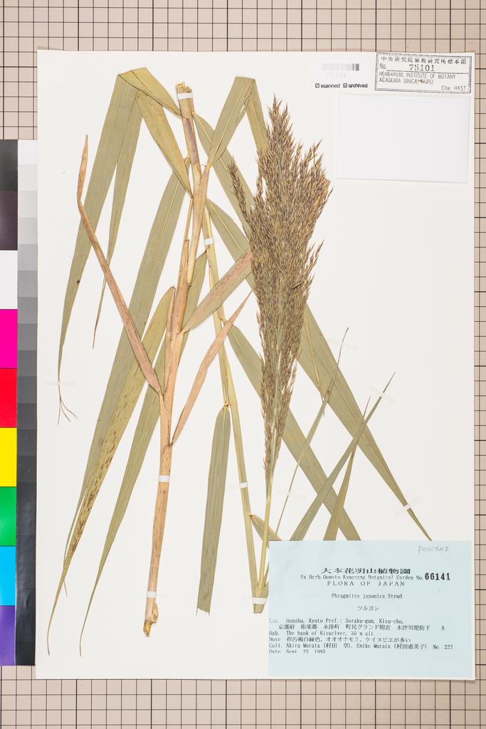 <Unit #113098  | 222:: | Phragmites japonicus Steud.>