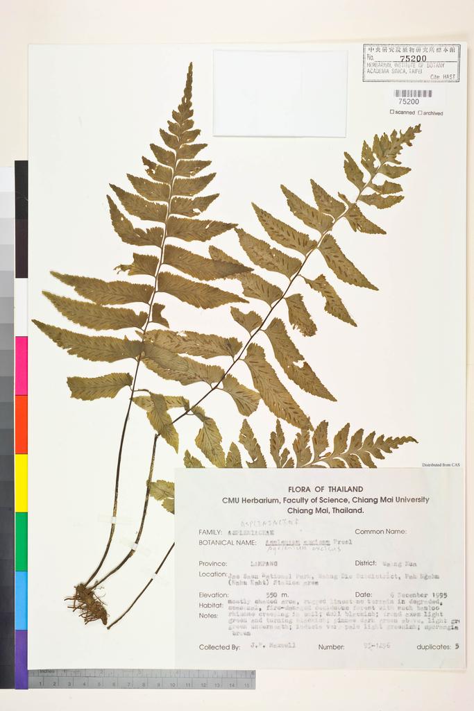 <Unit #128734  | 95-1296:: | Asplenium excisum Presl>
