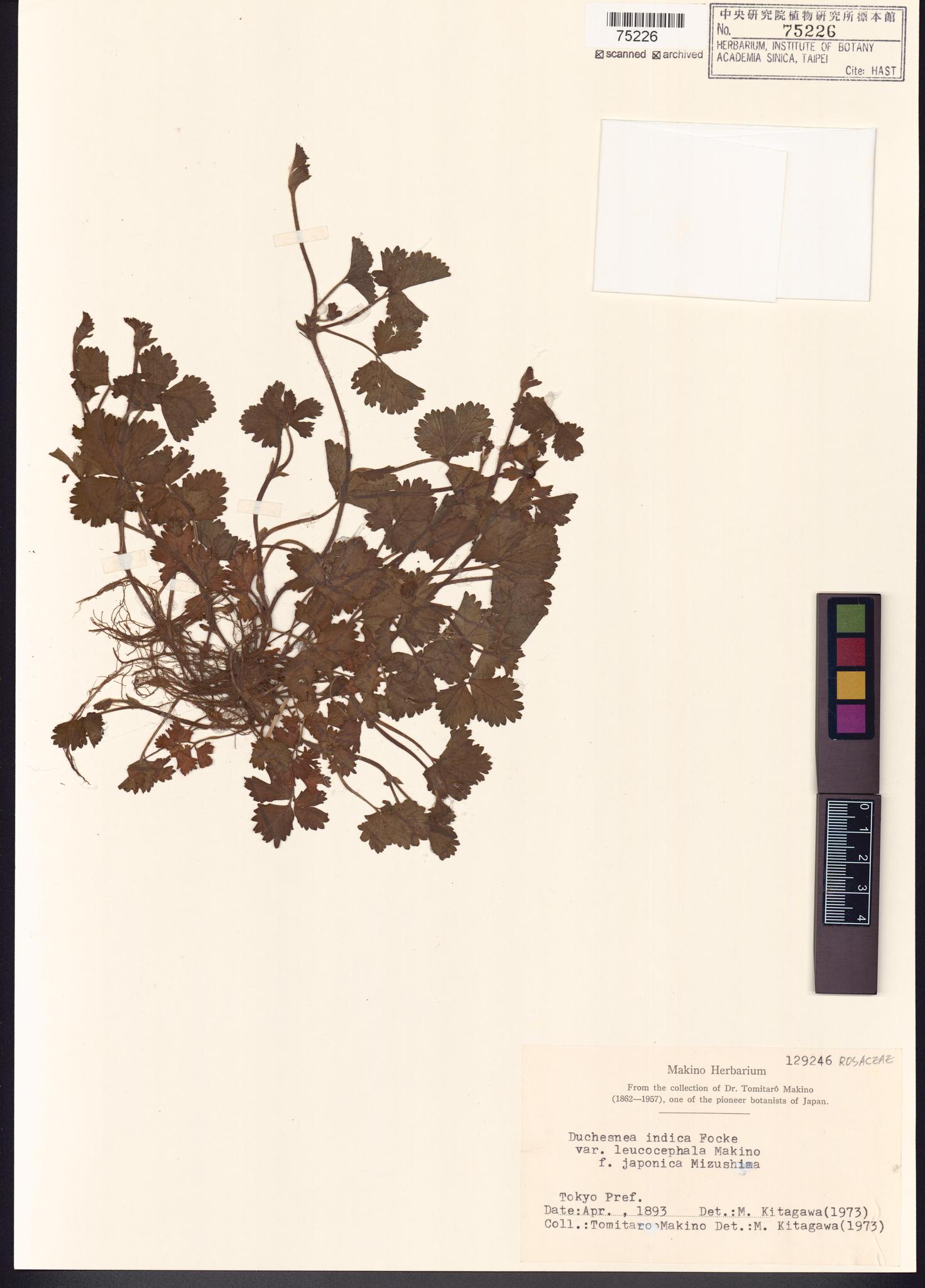 Sample image for viewer