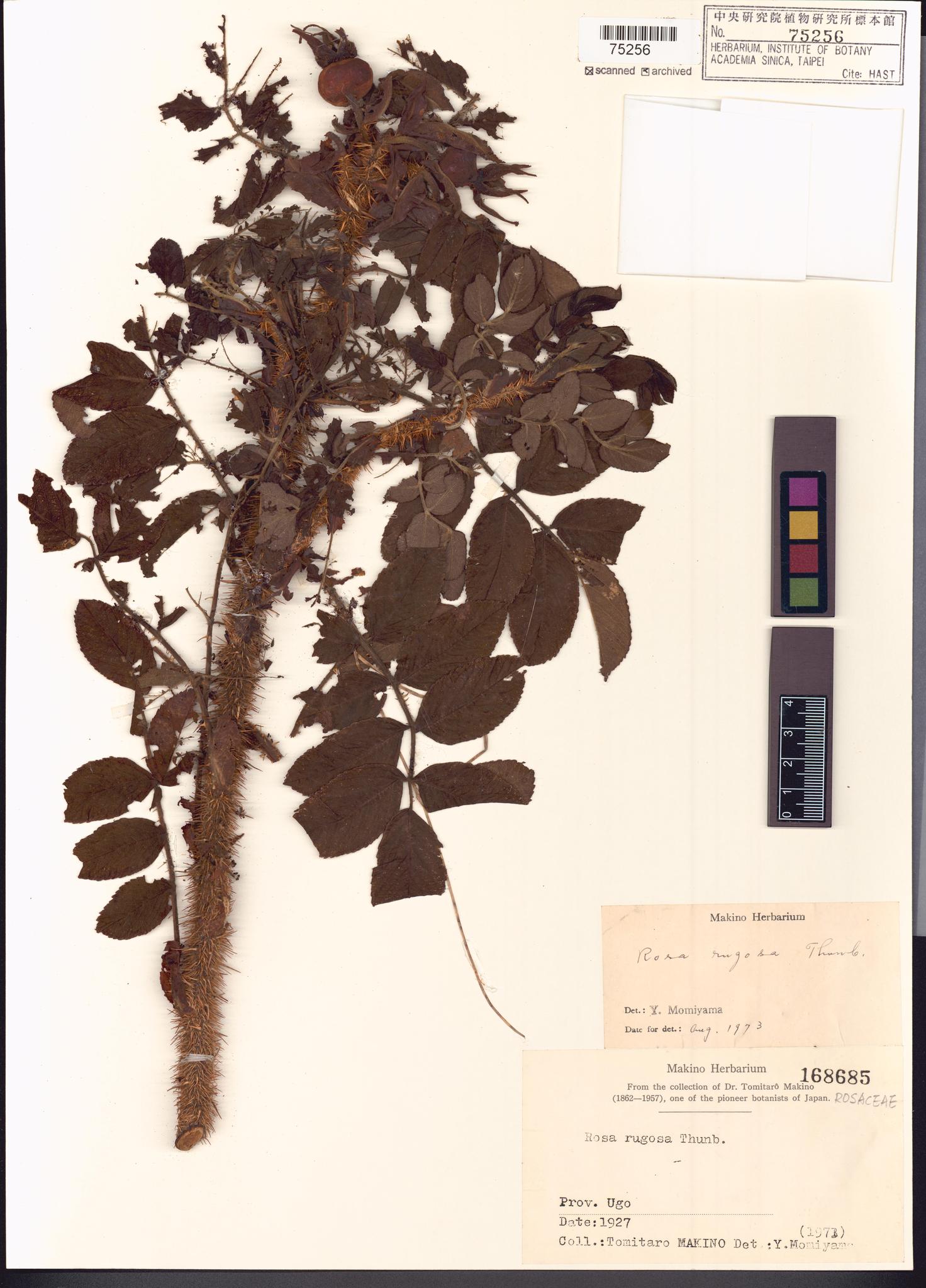 Sample image for viewer