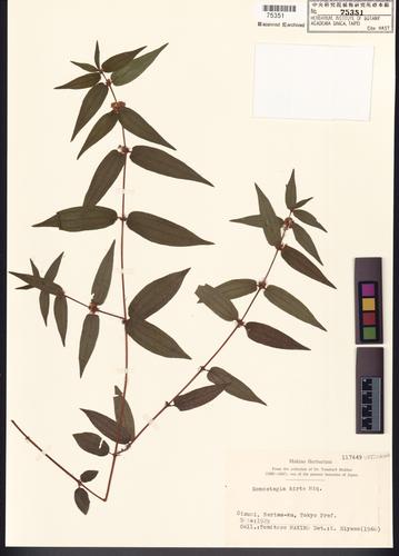 Gonostegia hirta (Bl.) Miq.