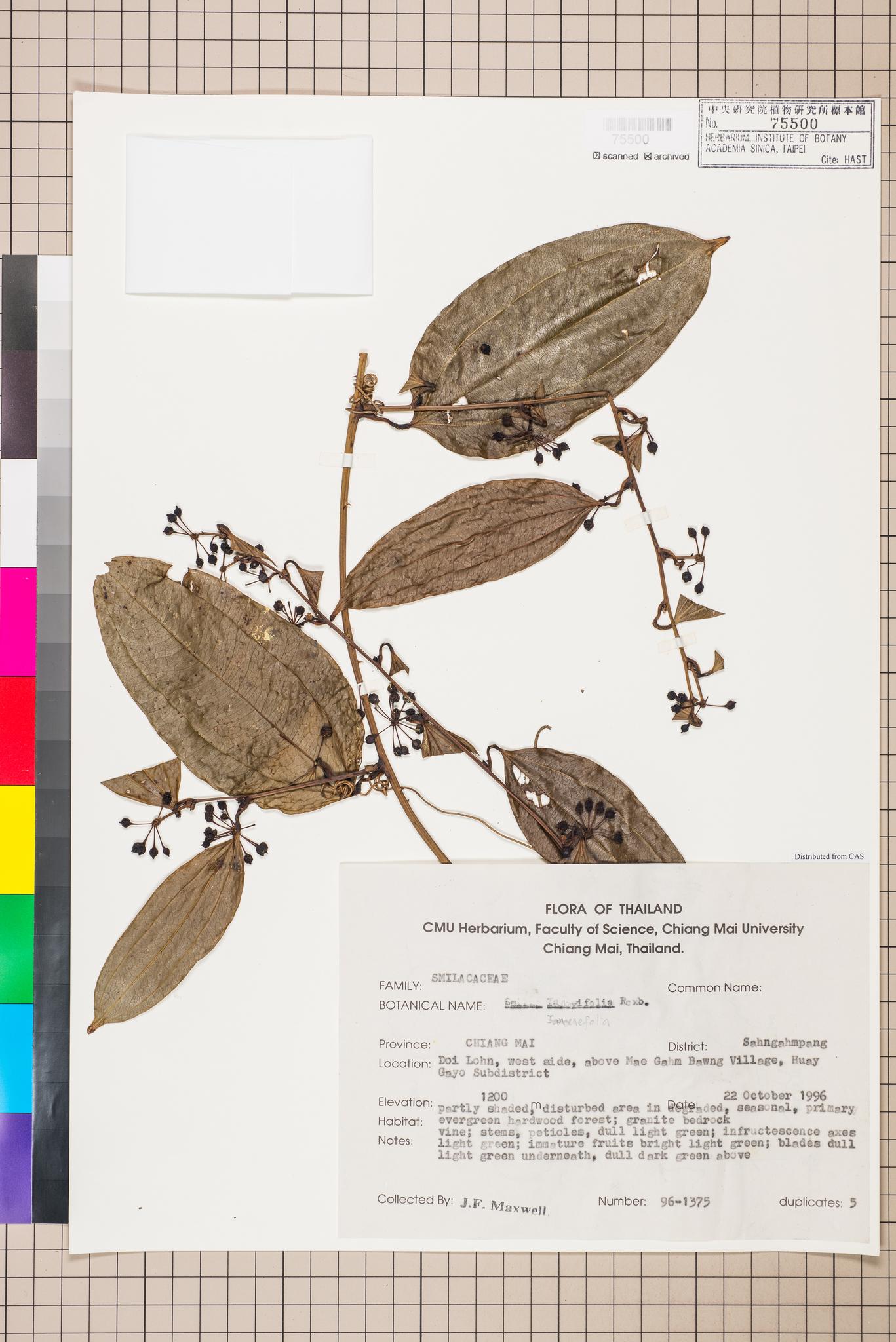 Sample image for viewer