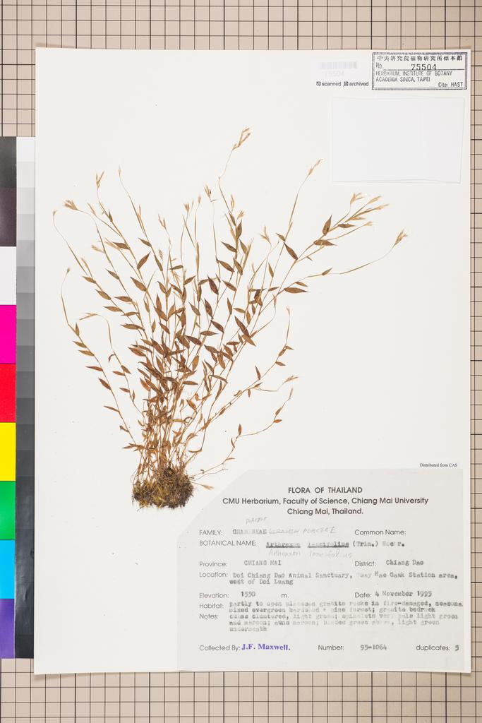 <Unit #115829 Maxwell, J. F. |  | 95-1064:: | Arthraxon lancifolius (Trin.) Hochst.>