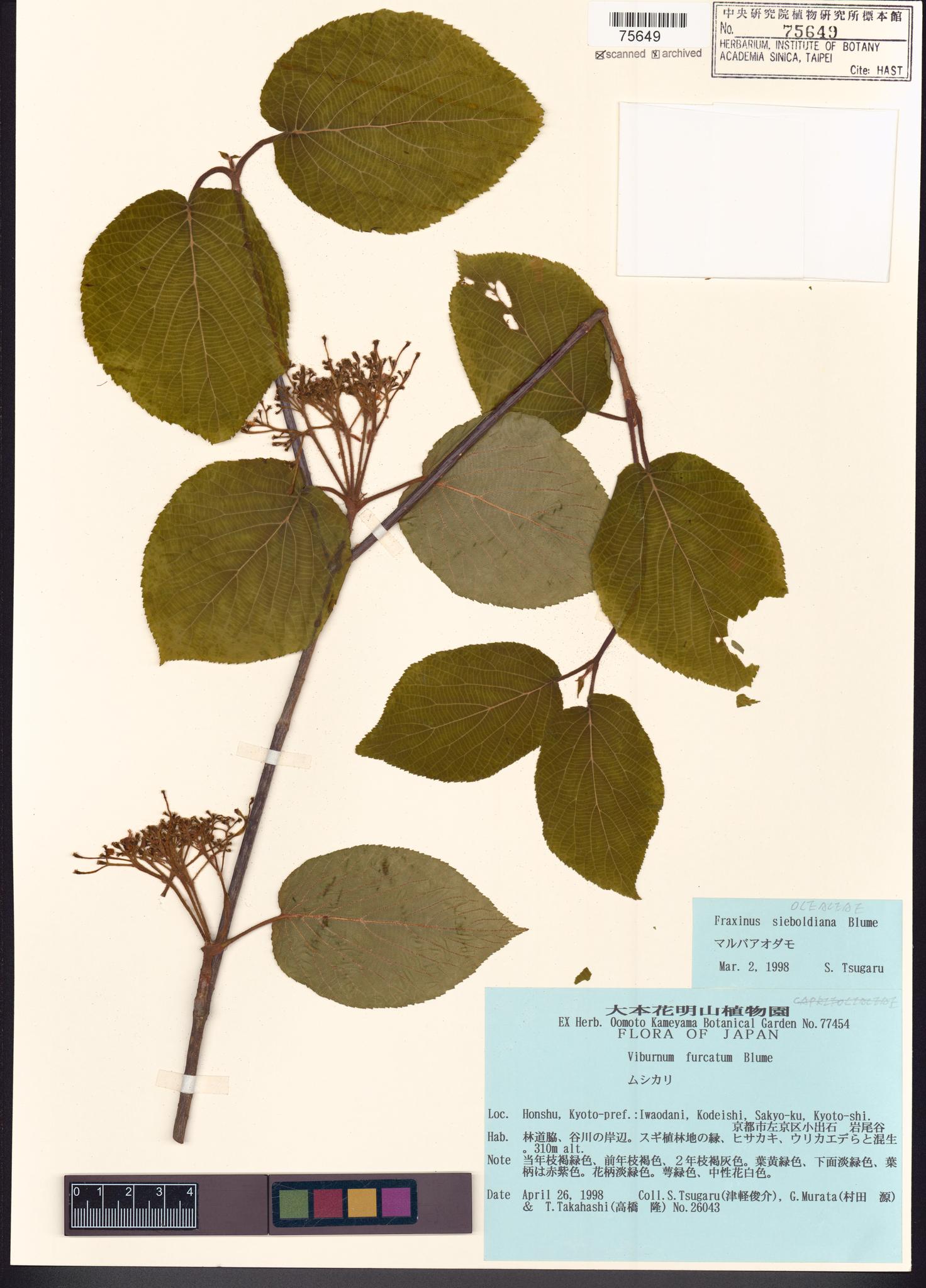 Sample image for viewer