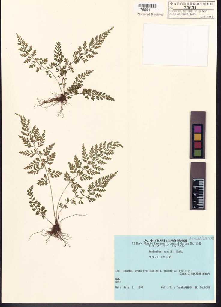 <Unit #128417  | 5008:: | Asplenium sarelii Hook.>
