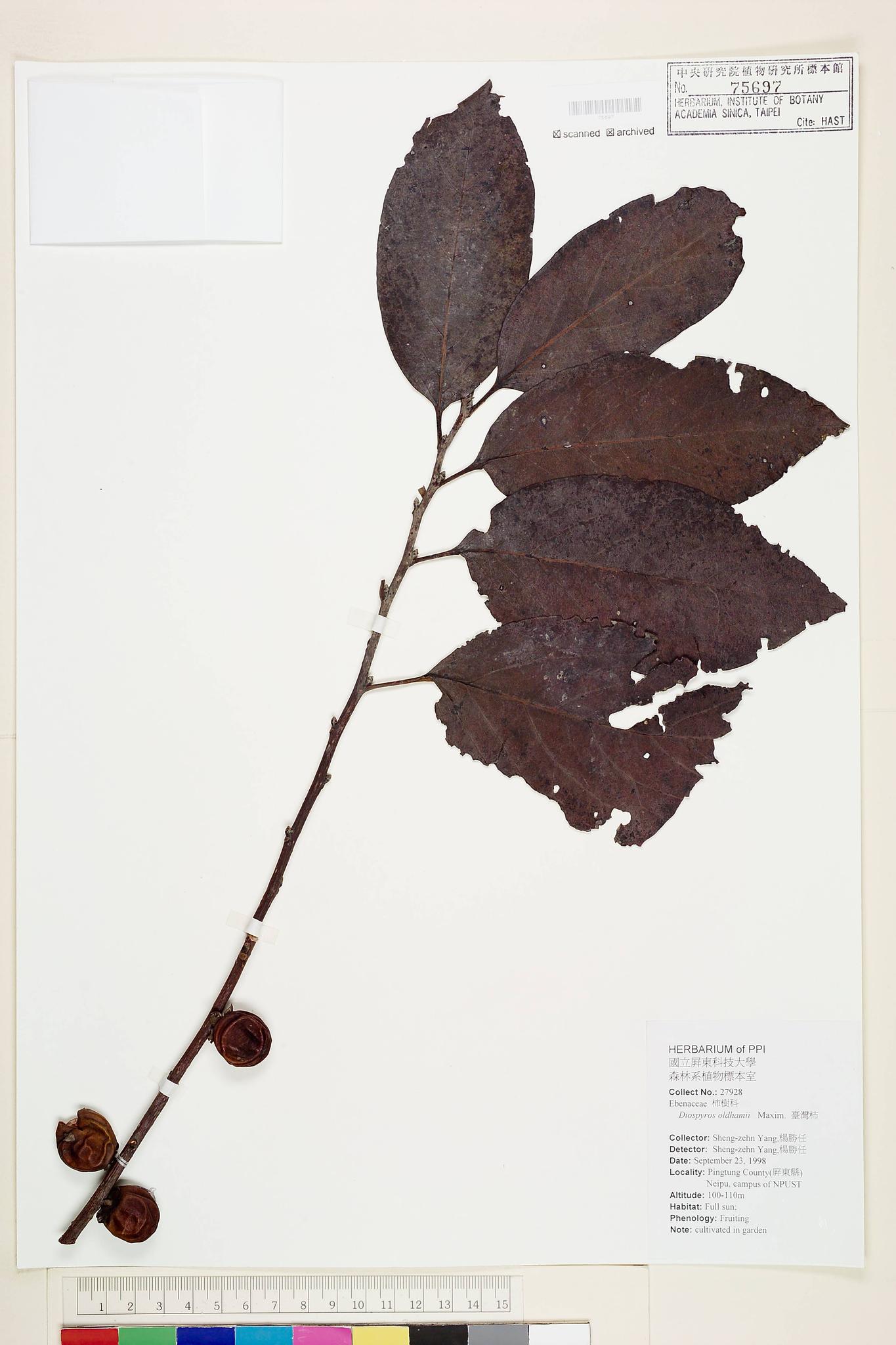 Sample image for viewer