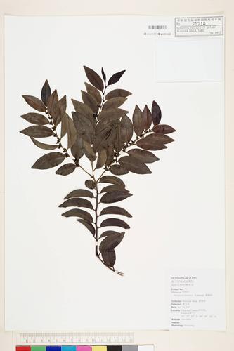 Diospyros kotoensis Yamazaki