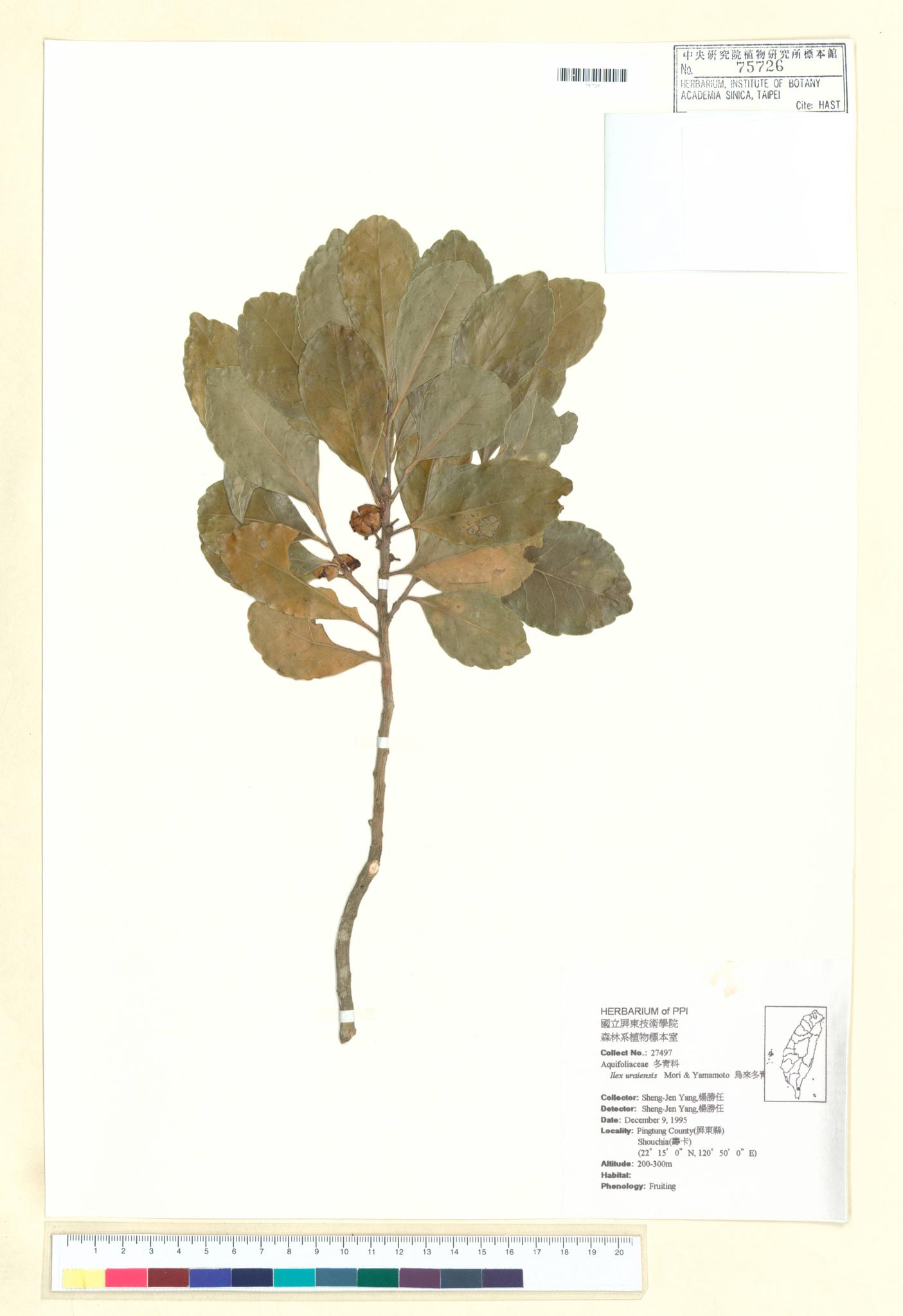 Specimen image
