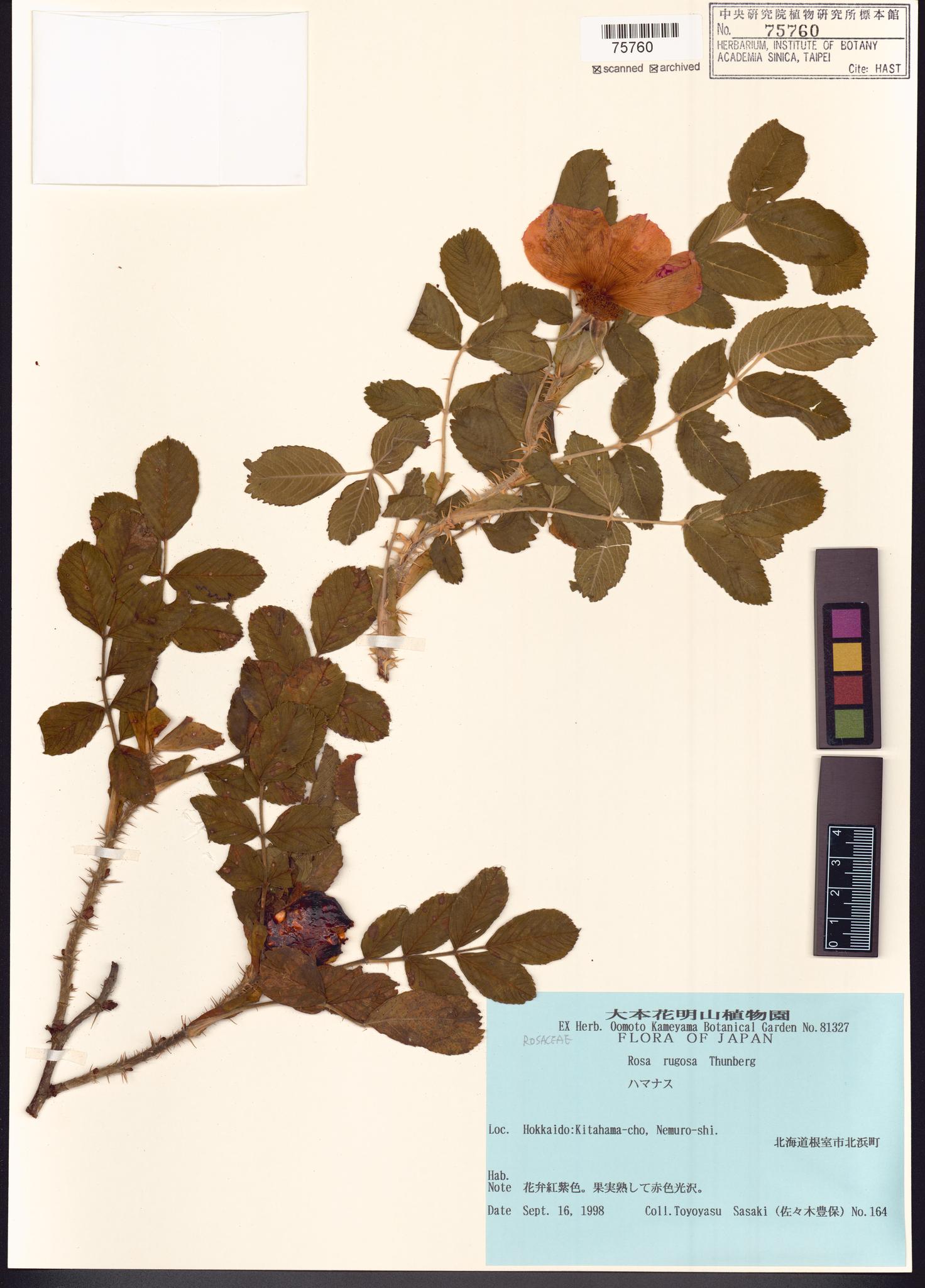 Sample image for viewer