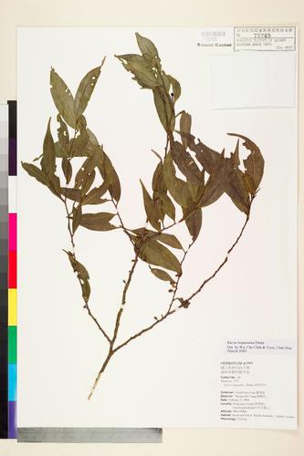 Eurya loquaiana Dunn