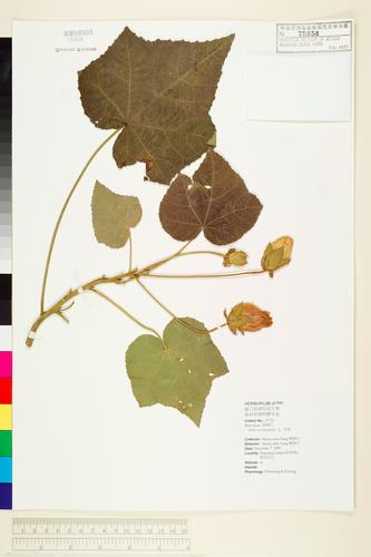 Hibiscus mutabilis L.