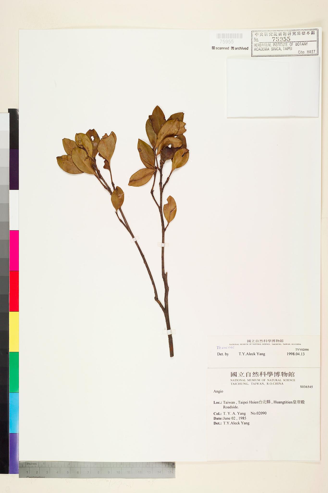 Sample image for viewer