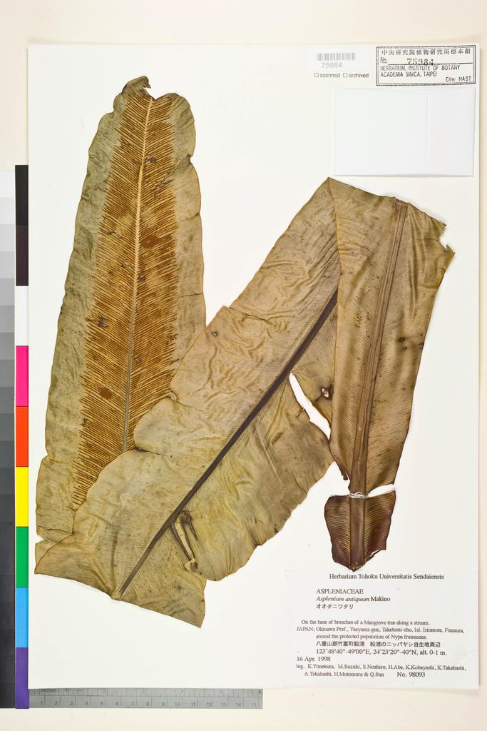 <Unit #128684 Yonekura, Koji |  | 98093:: | Asplenium>