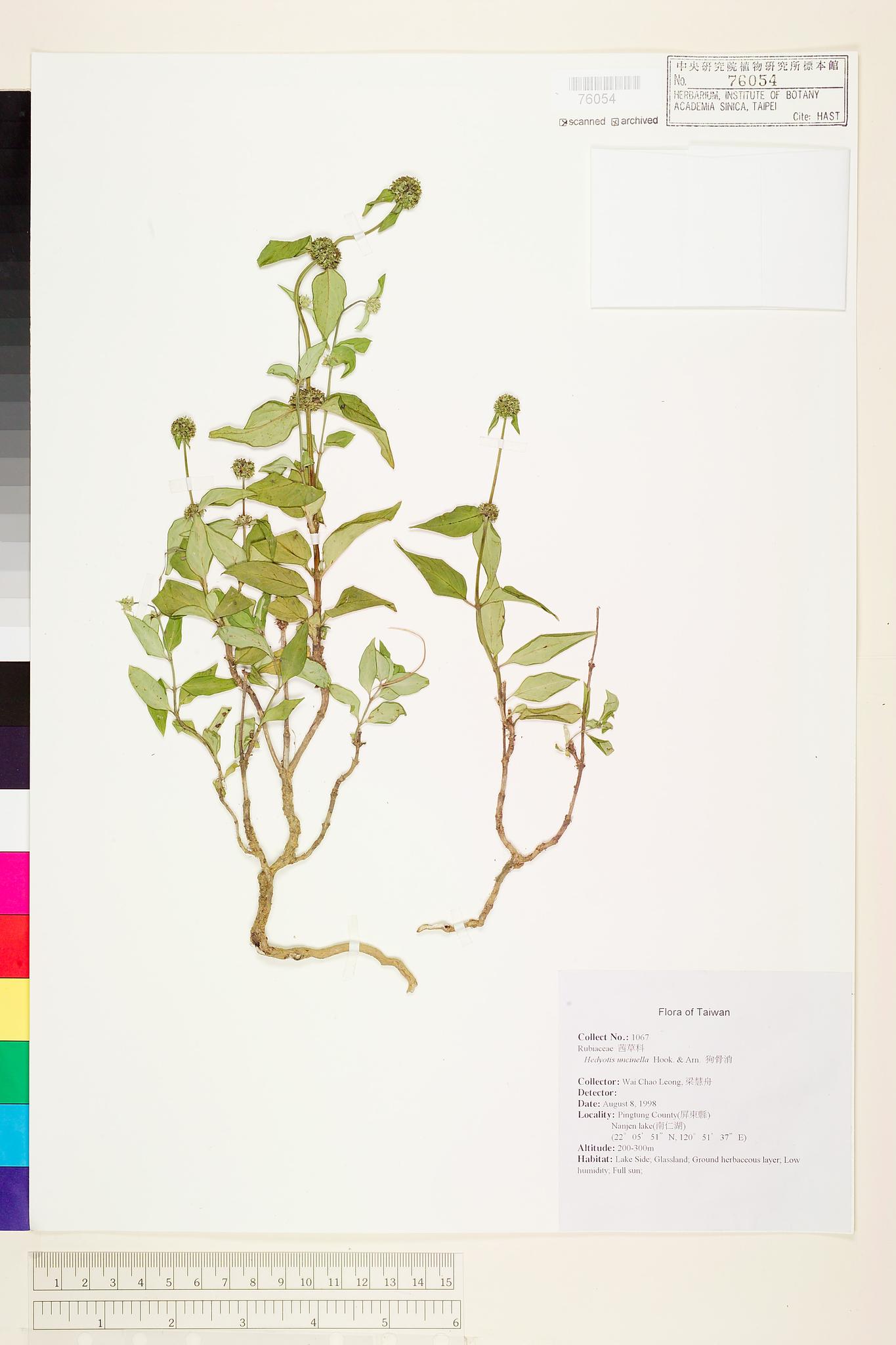 Sample image for viewer