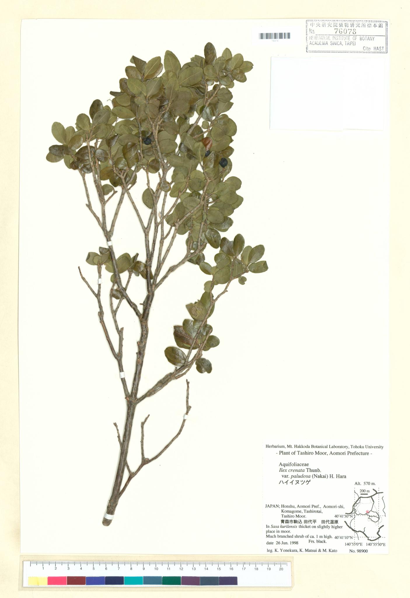 Sample image for viewer