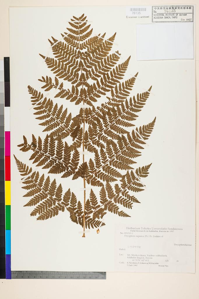 <Unit #128276  | 970707-1:: | Dryopteris expansa (presl) Fraser-Jenkins et Jermy>