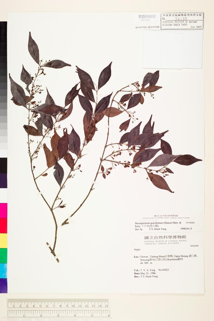 <Unit #42028 Yang, T. Y. Aleck | 楊宗愈 | 3023:: | Decaspermum gracilentum (Hance) Merr. & Perry>