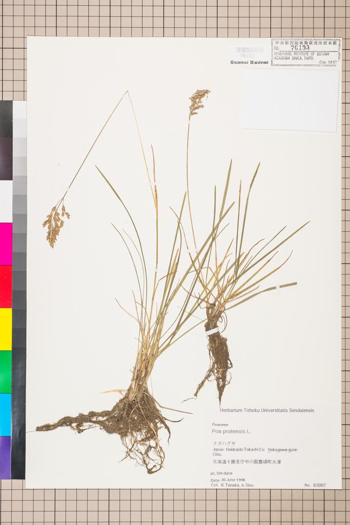 <Unit #113582  | 63007:: | Poa pratensis L.>
