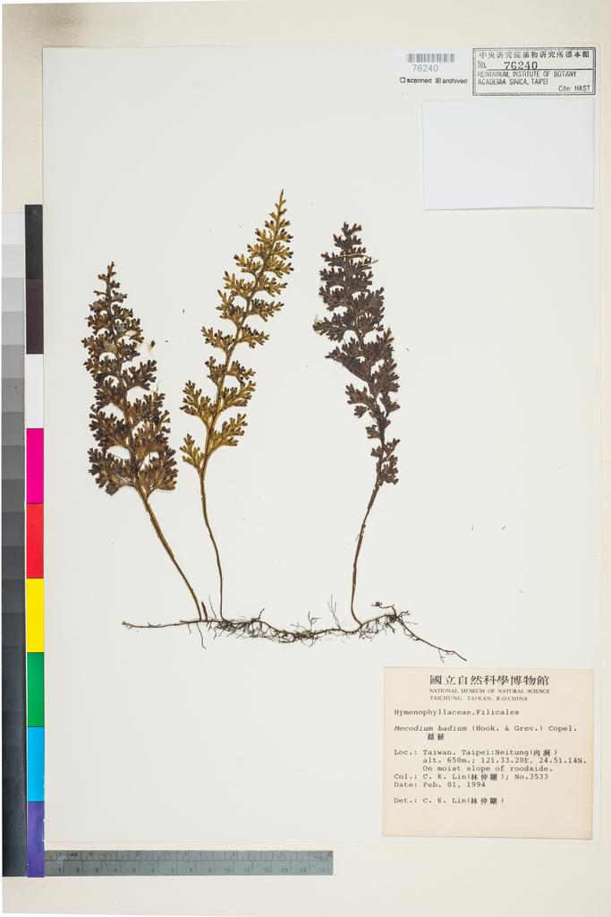 <Unit #41586 Lin, C. K. |  | 3533:: | Mecodium badium (Hook. & Grev.) Copel.>