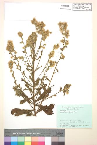 Blumea lacera (Burm. f.) DC.