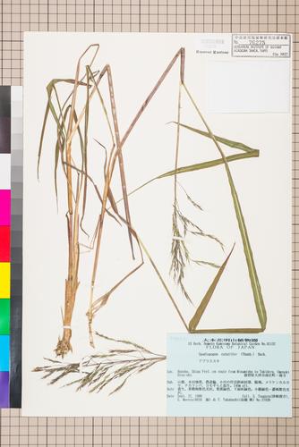 Spodiopogon