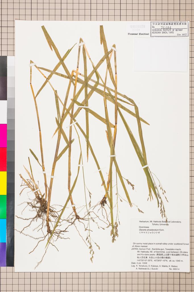 <Unit #110890 Yonekura, Koji |  | 98914:: | Glyceria alnasteretum Kom.>