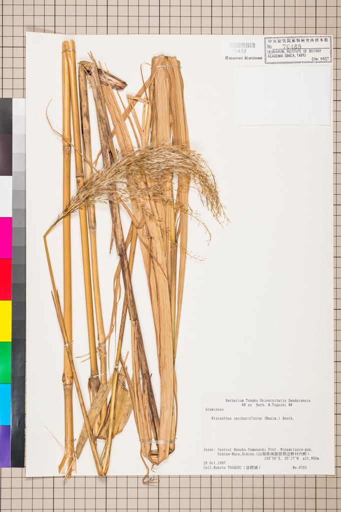 <Unit #111739  | 8783:: | Miscanthus sacchariflorus (Maxim.) Hack.>