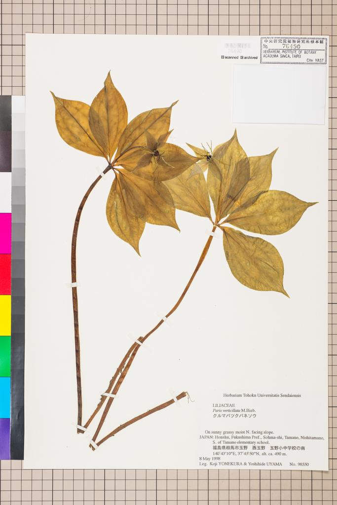 <Unit #109303 Yonekura, Koji |  | 98550:: | Paris verticillata M. Bieb.>