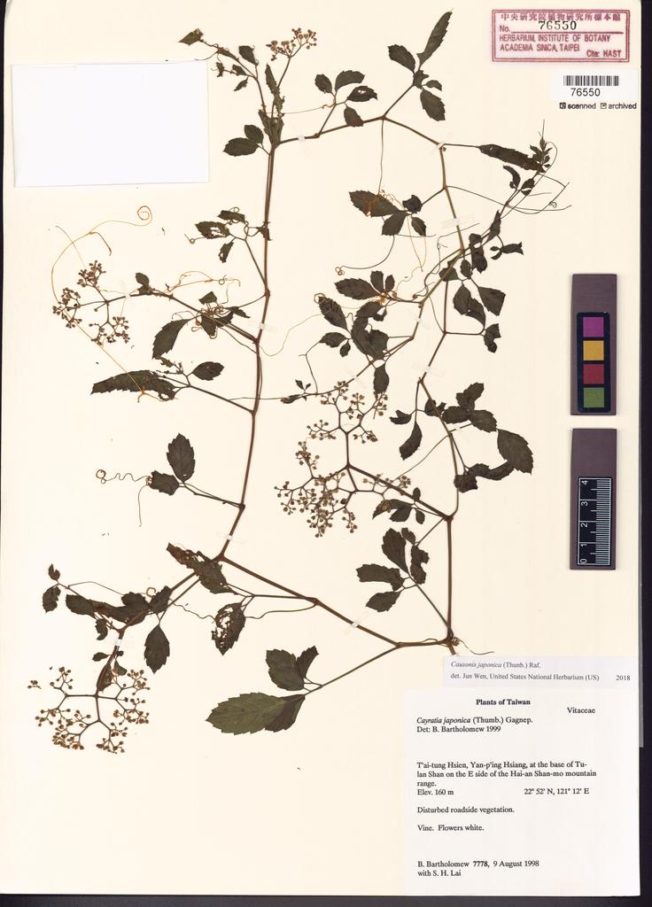 <Unit #67226 Bartholomew, Bruce |  | 7778:: | Causonis japonica (Thunb.) Raf.>